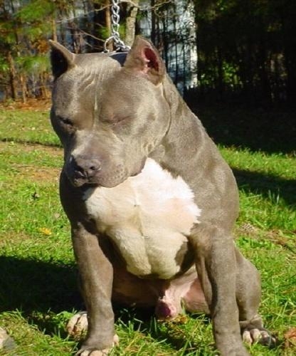 Henry - American Pitbull.JPG